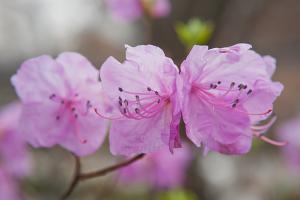  교회 둘러보기 (평강의 봄)