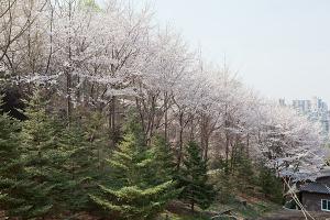  교회 둘러보기 (평강의 봄)