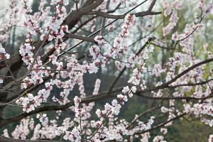  교회 둘러보기 (평강의 봄)