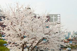  교회 둘러보기 (평강의 봄)