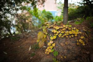  교회 둘러보기 (평강의 가을)