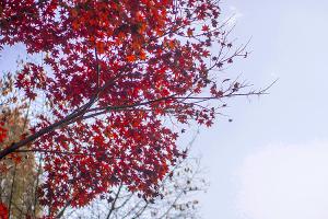  교회 둘러보기 (평강의 가을)