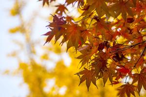  교회 둘러보기 (평강의 가을)