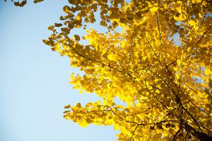  교회 둘러보기 (평강의 가을)