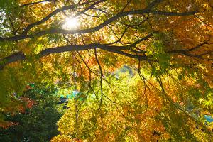  교회 둘러보기 (평강의 가을)