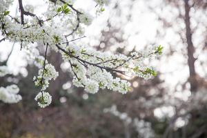  교회 둘러보기(평강의 봄)