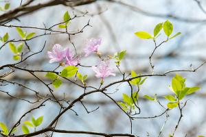  교회 둘러보기(평강의 봄)