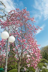  교회 둘러보기(평강의 봄)