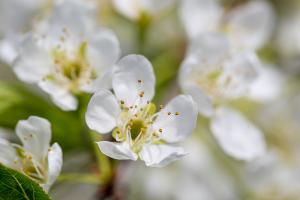  교회 둘러보기(평강의 봄)