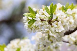  교회 둘러보기(평강의 봄)