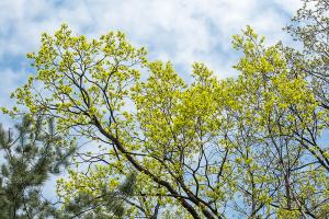  교회 둘러보기(평강의 봄)