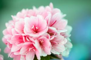  교회 둘러보기(평강의 봄)