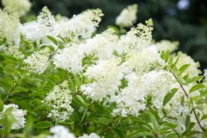  하계대성회 둘째날 오후(구속사강의4-5, 둘러보기)