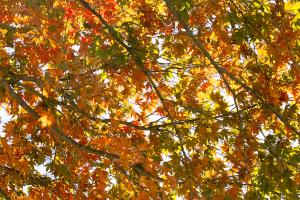  교회 둘러보기 (평강의 가을)