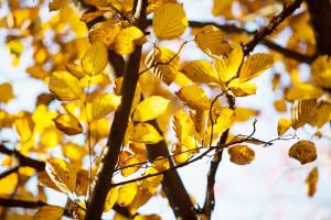  교회 둘러보기 (평강의 가을)