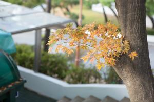  교회 둘러보기 (평강의 가을)