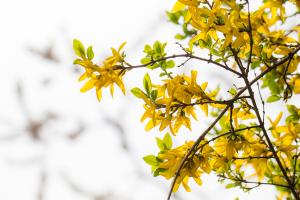  교회 둘러보기(평강의 봄)