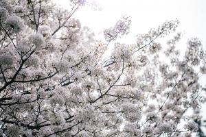  교회 둘러보기(평강의 봄)