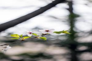  교회 둘러보기(평강의 봄)