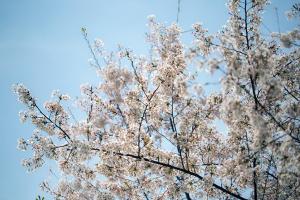  교회 둘러보기(평강의 봄)