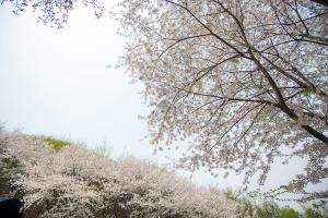  교회 둘러보기(평강의 봄)