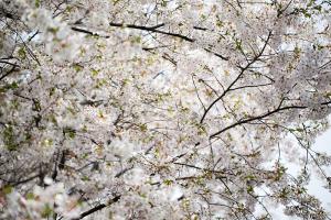  교회 둘러보기(평강의 봄)