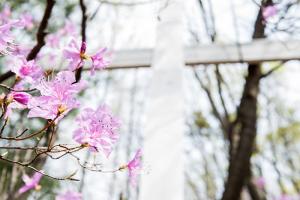  교회 둘러보기(평강의 봄)