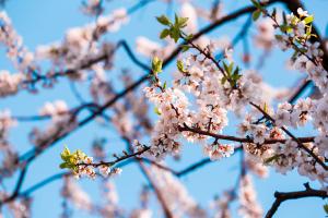  교회 둘러보기(평강의 봄)