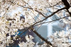  교회 둘러보기(평강의 봄)