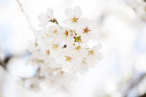  교회 둘러보기(평강의 봄)