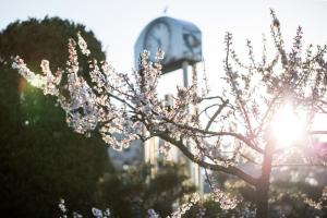  교회 둘러보기(평강의 봄)