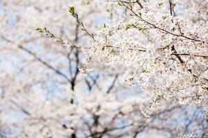   교회 둘러보기(평강의 봄)