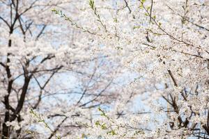   교회 둘러보기(평강의 봄)