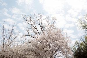   교회 둘러보기(평강의 봄)