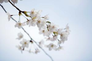   교회 둘러보기(평강의 봄)