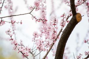   교회 둘러보기(평강의 봄)