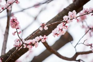   교회 둘러보기(평강의 봄)