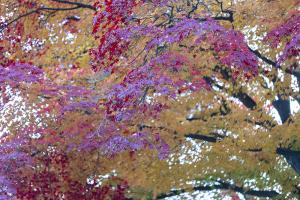  교회 가을 둘러보기